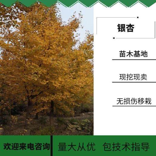 银杏树 33-35公分大银杏树 大规格白果树