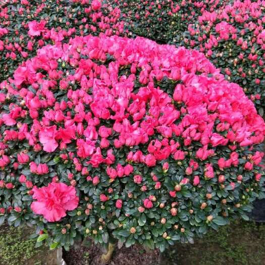 漳平市国旗红杜鹃  杜鹃花盆栽带花苞发老桩大棵四季开花植物特大花80到1米2批发