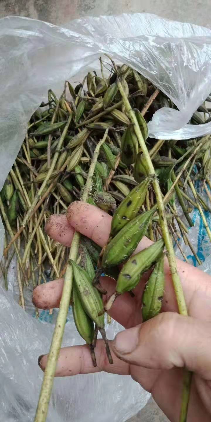 山慈菇种苗 毛慈菇种子山慈菇果荚  冰球子种子小白芨果荚