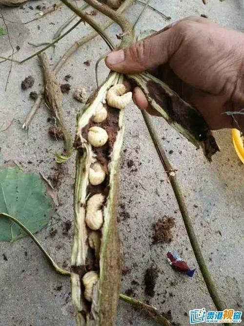 当阳市葛根虫  各种虫子