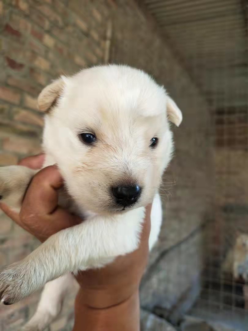  萨摩耶犬