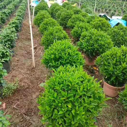 漳平市非洲茉莉室内客厅大型花卉盆栽植物四季常青非洲茉莉小苗产地v批