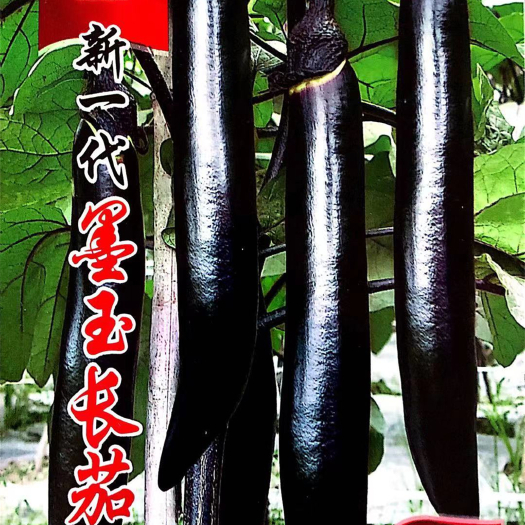家庭种植瓜果蔬菜种子 墨玉长茄种子 茄子种子
