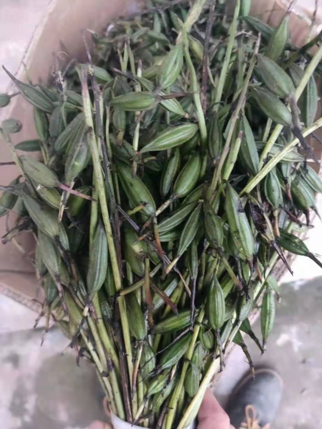 山慈菇种苗 毛慈菇种子山慈菇果荚  冰球子种子小白芨果荚