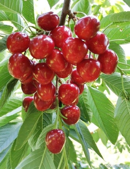 砀山县樱桃苗  美早大樱桃，鲁樱3号，萨米脱，布鲁克斯，俄罗斯8号