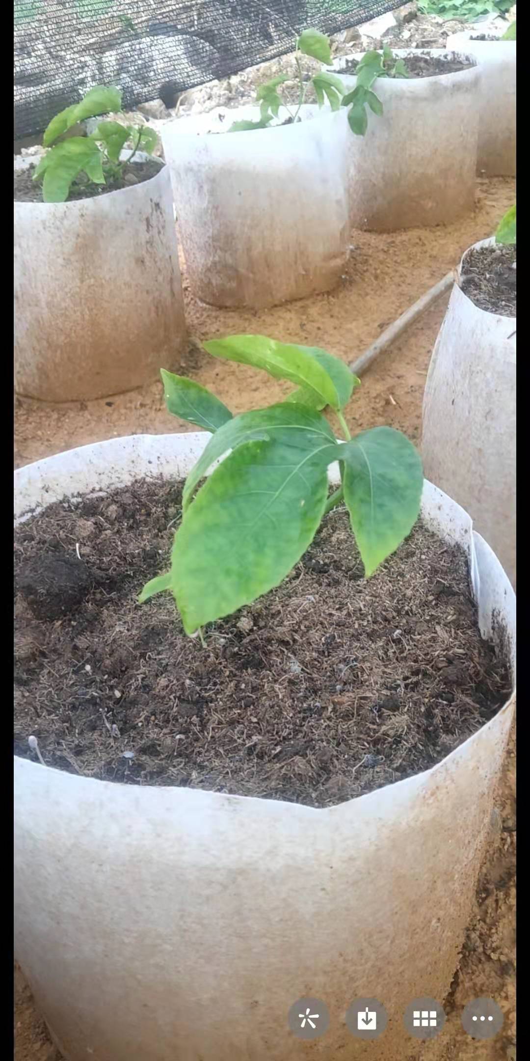 種植袋/植樹(shù)袋/美植袋  美植袋 種植袋批發(fā)加厚植樹(shù)袋無(wú)紡布加厚育苗袋種植袋植物營(yíng)養(yǎng)袋