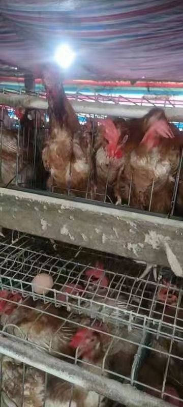 兴业县 淘汰鸡