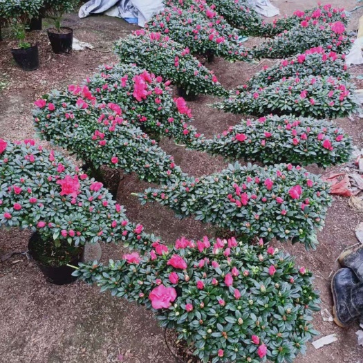 漳平市盆栽造型杜鹃花 小桃红和杨梅红 悬崖杜鹃花樱桃红，西马杜鹃