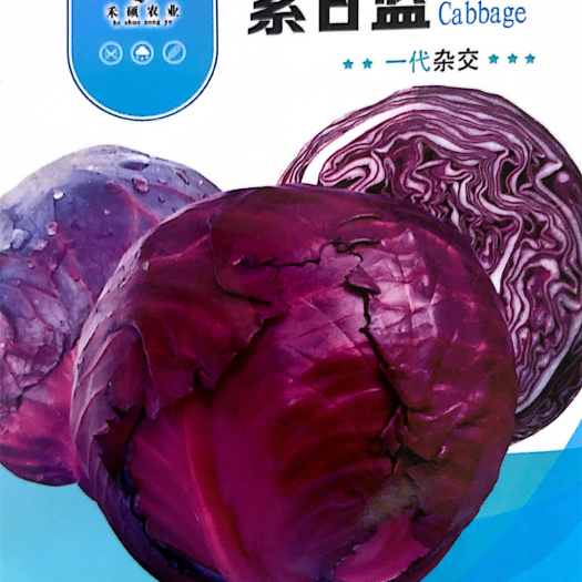 沭阳县 家庭种植瓜果蔬菜种子 紫甘蓝种子