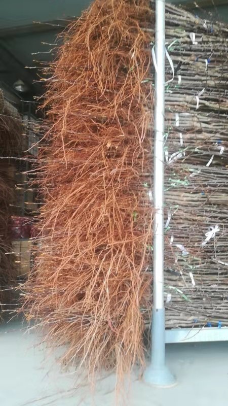 西安瑞雪苹果苗  多品种苹果树苗