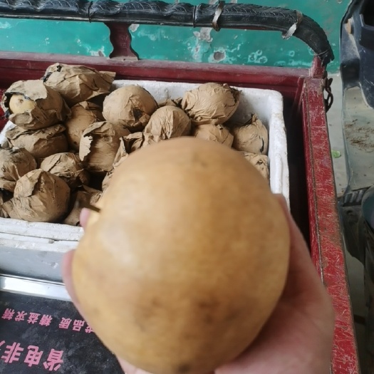 孟州市雪梨 河南省焦作市孟州市 