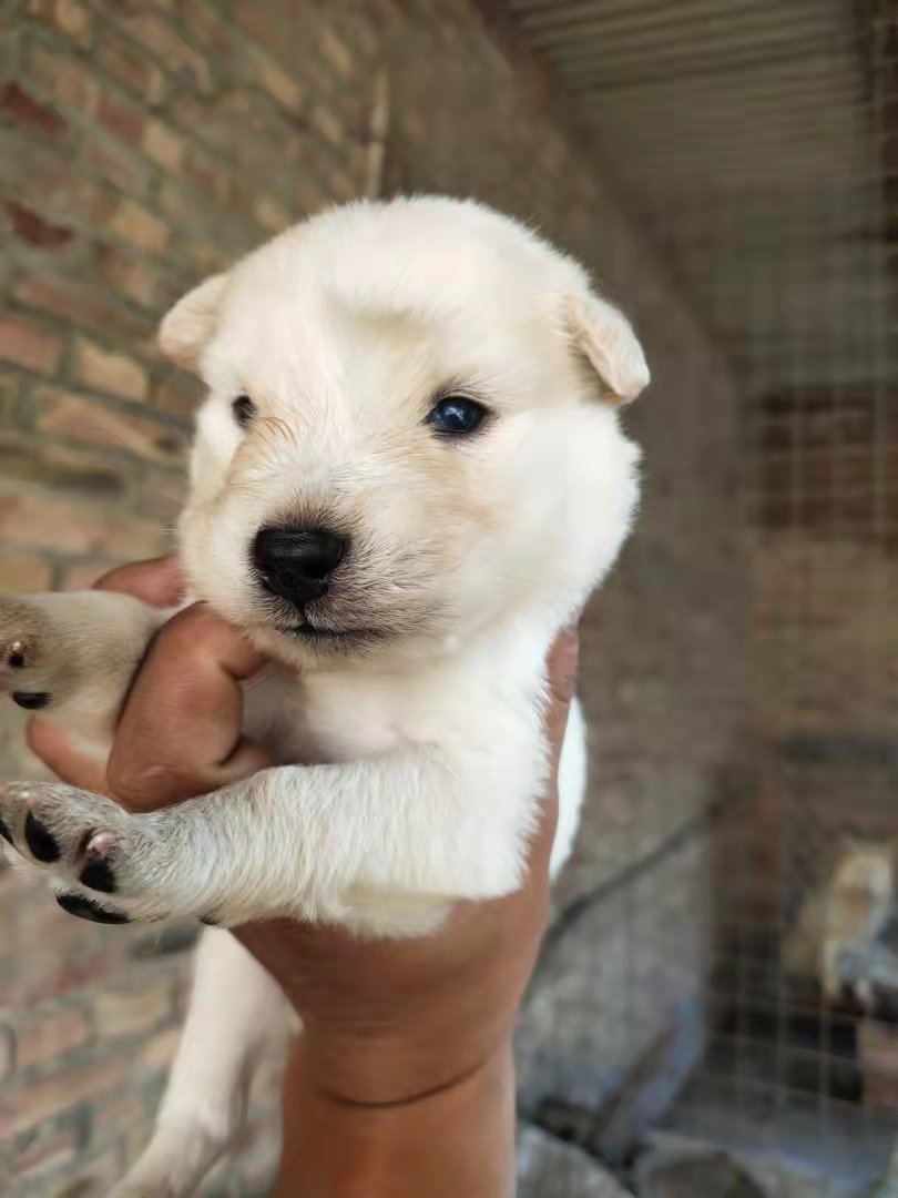  萨摩耶犬