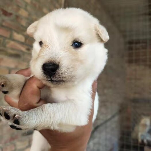 衡水 萨摩耶犬