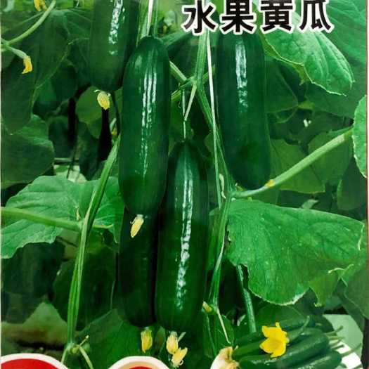 沭阳县 家庭种植瓜果蔬菜种子 水果黄瓜种子