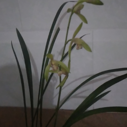 南靖县 兰花建兰