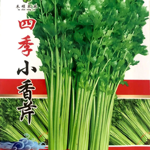 沭阳县 家庭种植瓜果蔬菜种子 四季小香芹种子