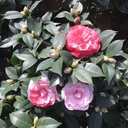 漳平市五色赤丹山茶花盆栽多色带花苞树苗好养易活花卉植物室内阳台庭院