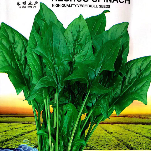 沭阳县 家庭种植瓜果蔬菜种子 小叶菠菜种子