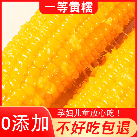 海林市2023新东北糯玉米