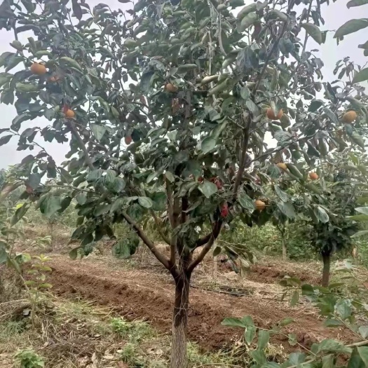 柿树苗  柿子树