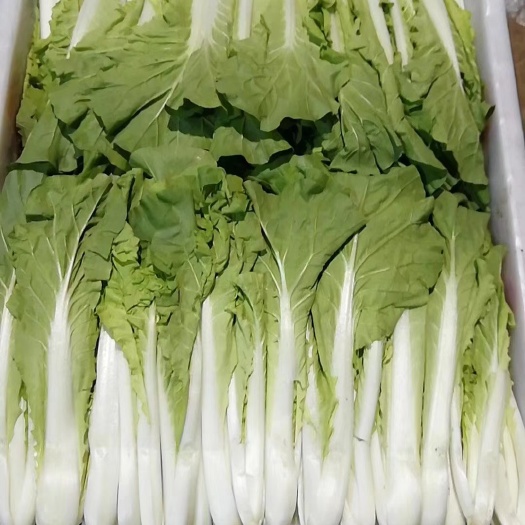 广州小白菜  珠三角批发各种蔬菜 有需要的联系我 价格私聊