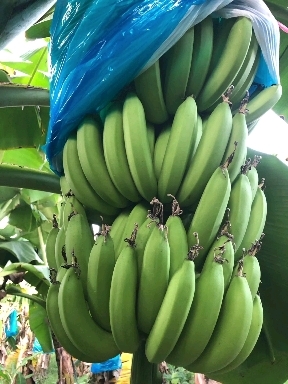 徐闻县广东香蕉种植基地，春蕉白丝全金黄/箱蕉/条蕉质量保证。