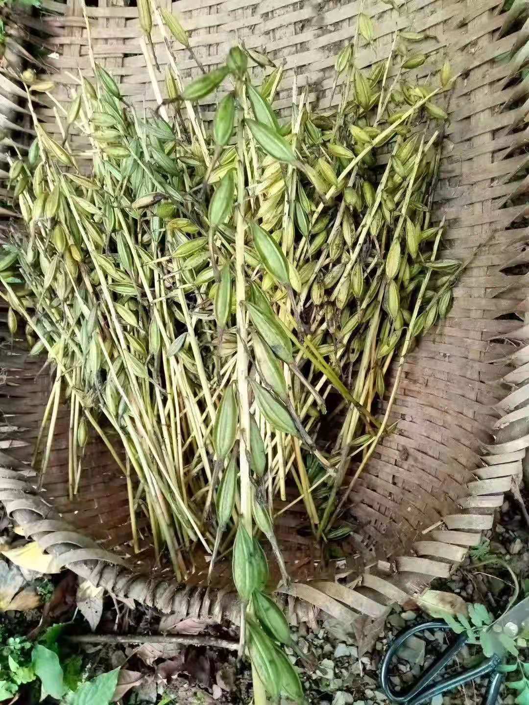 山慈菇种苗 毛慈菇种子山慈菇果荚  冰球子种子小白芨果荚