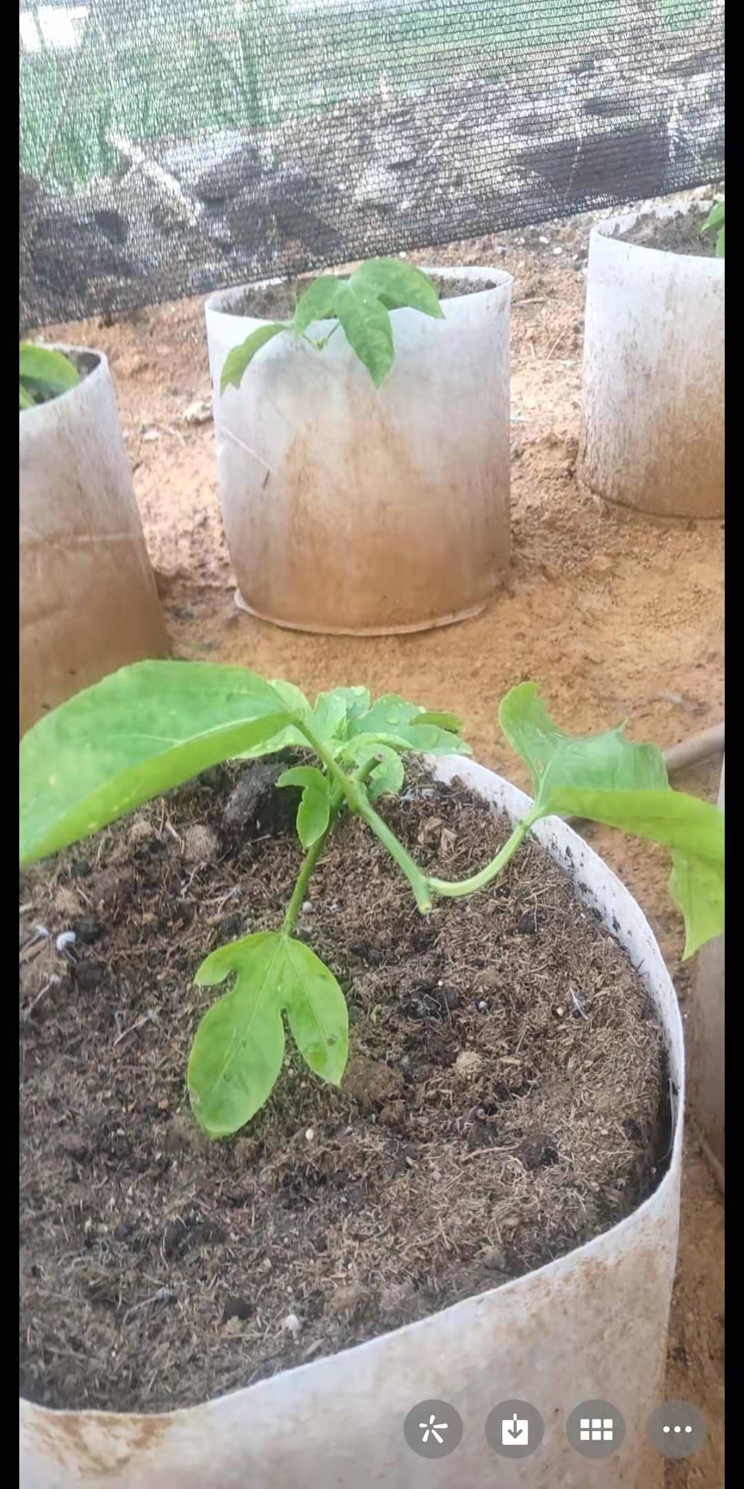 種植袋/植樹(shù)袋/美植袋  美植袋 種植袋批發(fā)加厚植樹(shù)袋無(wú)紡布加厚育苗袋種植袋植物營(yíng)養(yǎng)袋