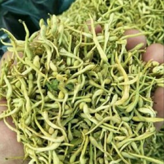 巨鹿县 金银花