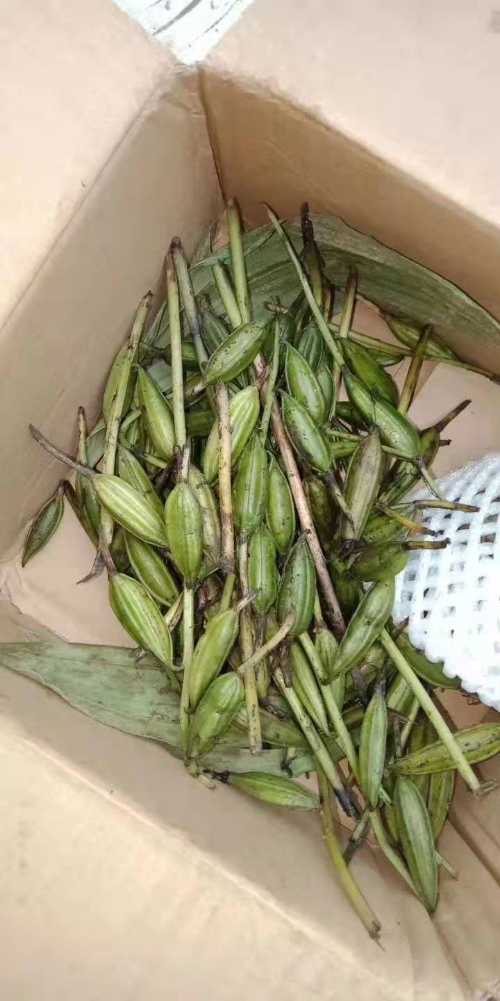山慈菇种苗 毛慈菇种子山慈菇果荚  冰球子种子小白芨果荚