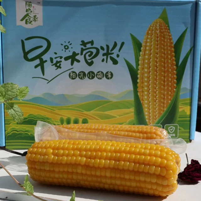 早安大苞米 东北黄金香糯玉米 每箱10穗 香糯可口