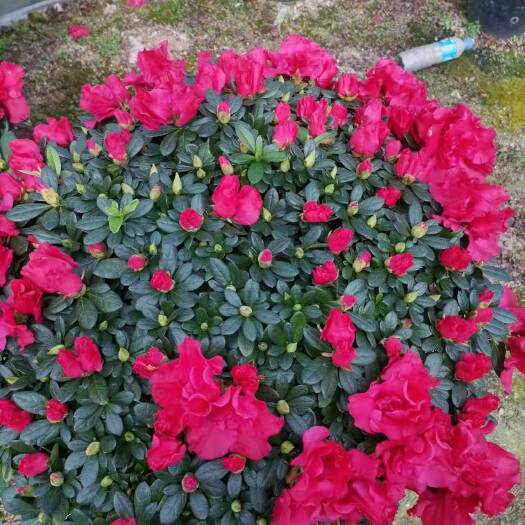 漳平市杜鹃花苗盆栽带花苞四季开花不断国旗红杜鹃花卉绿植基地直销批发