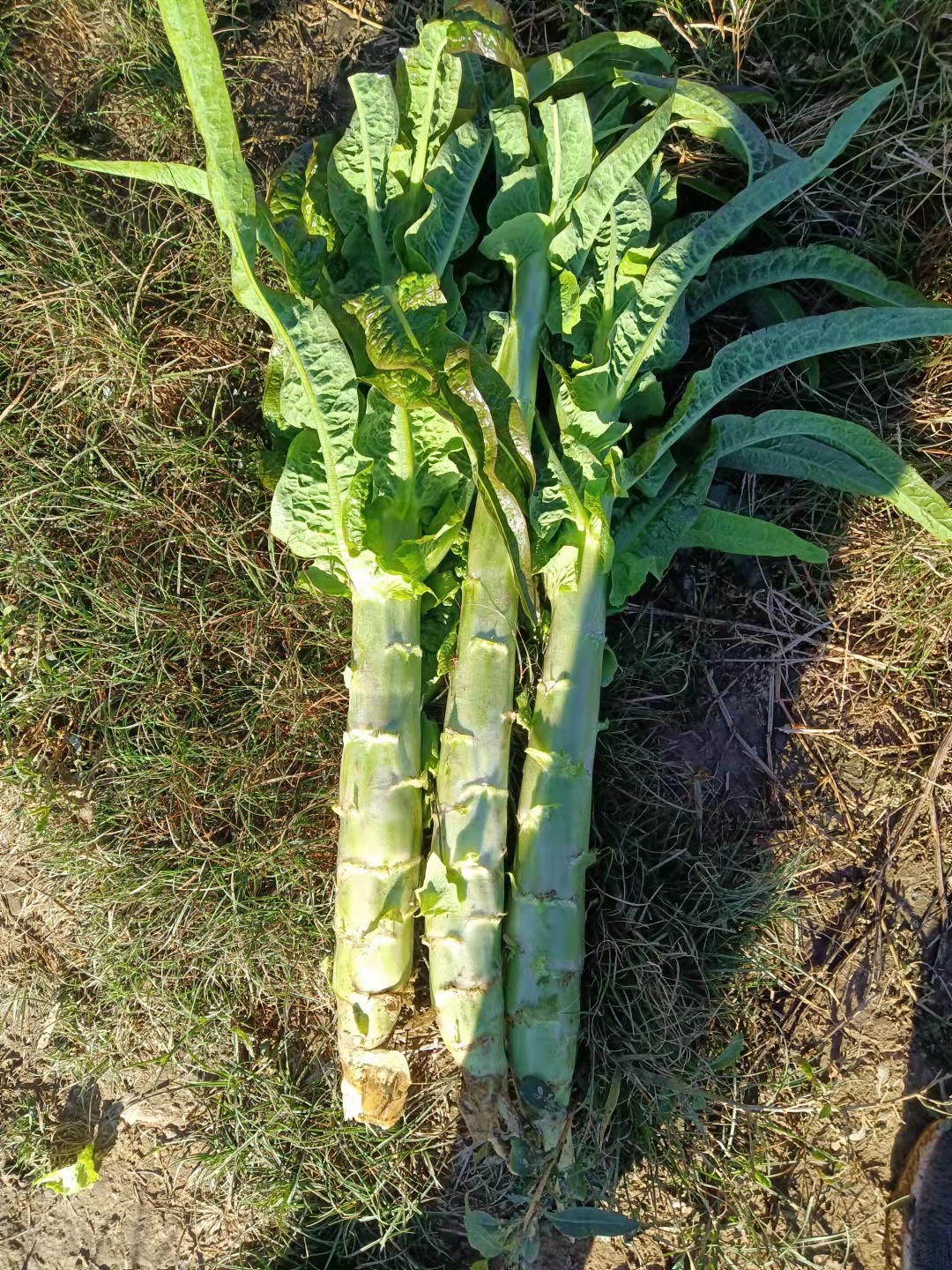 三青萵筍 萵筍（三青）