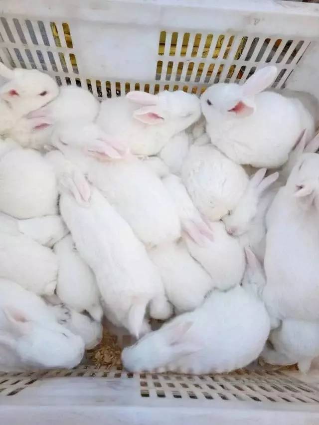 用途 种兔 规格 中型兔 单只重 1斤以下 细绒兔活体发到家,一对240元