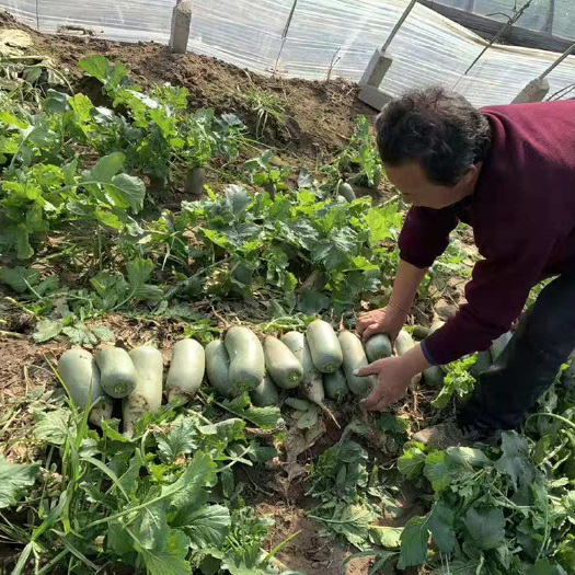 新鲜甜脆水果萝卜潍县青萝卜