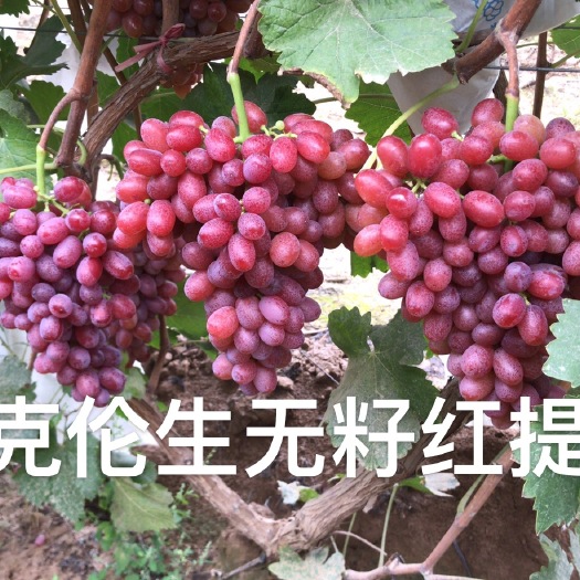 永济市克伦生无籽红提，地里几十万斤通货甩卖