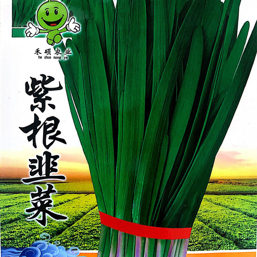 沭阳县 家庭种植瓜果蔬菜种子 紫根韭菜种子