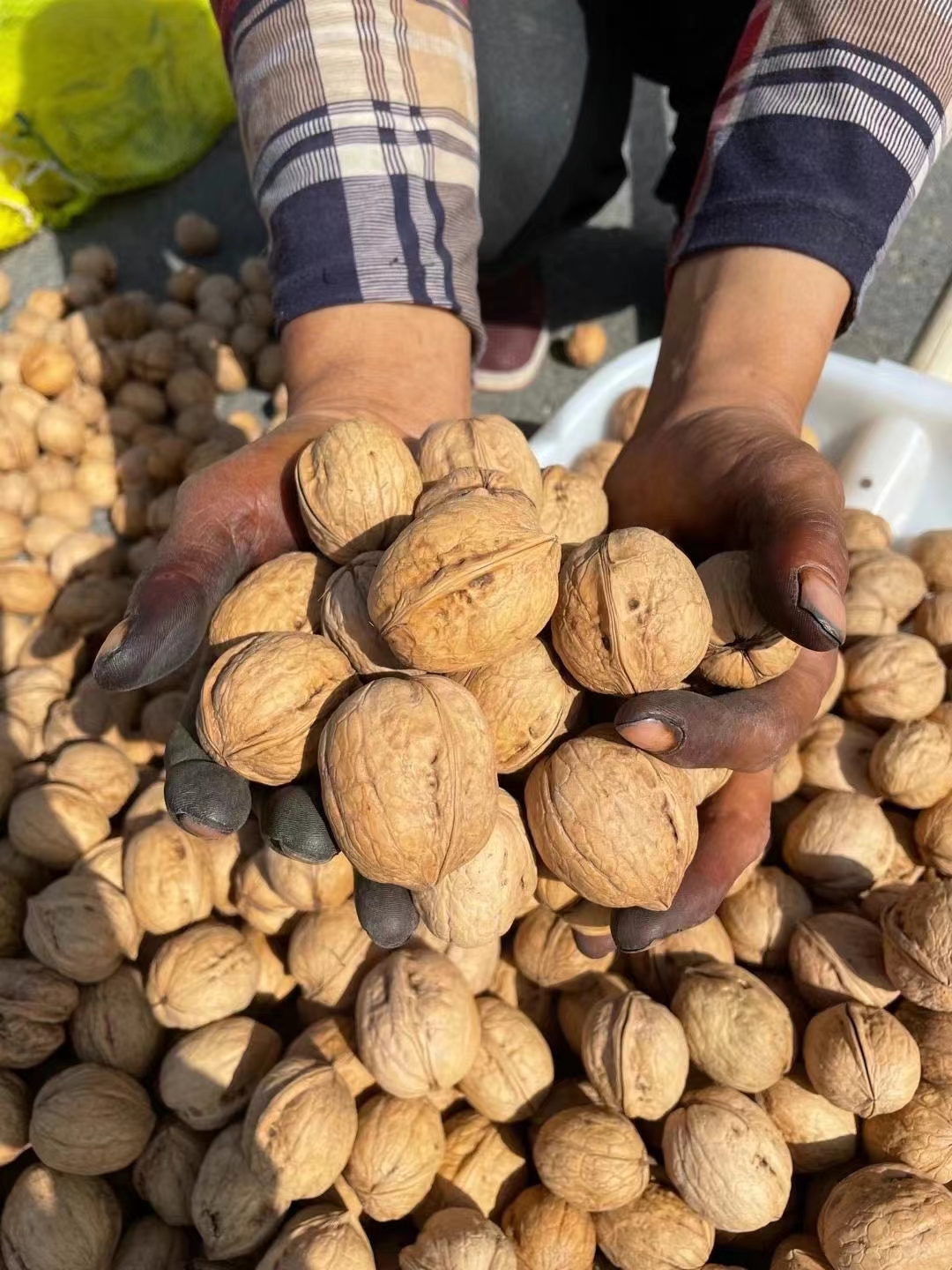 新疆阿克苏185纸皮核桃皮薄肉饱手捏即开天然无加工无水洗自然