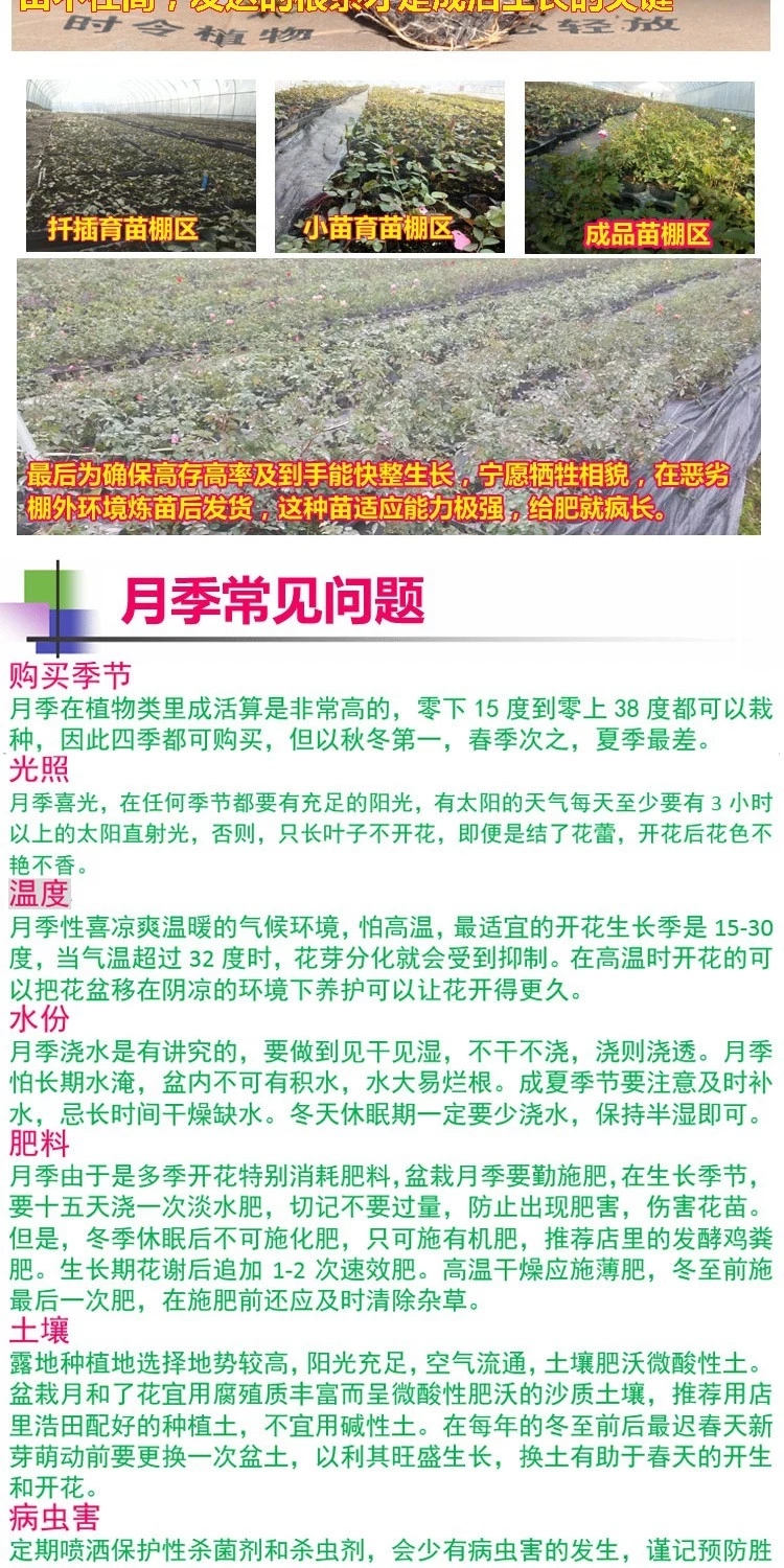 庭院藤本月季系列黄金庆典等大花浓香四季开花盆栽花卉欧月苗