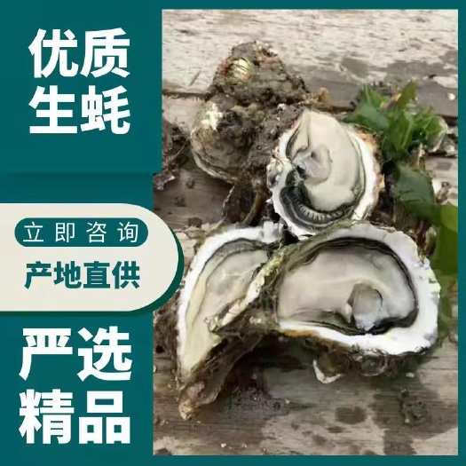 佛山珍珠蚝  深海清蒸玉蚝 场地直销