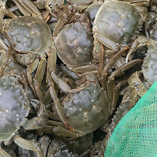 长沙 大闸蟹，2.5两