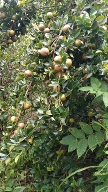 上林县 供应山茶油生果