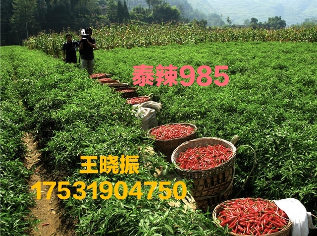 满天星干辣椒 贵州遵义满天星