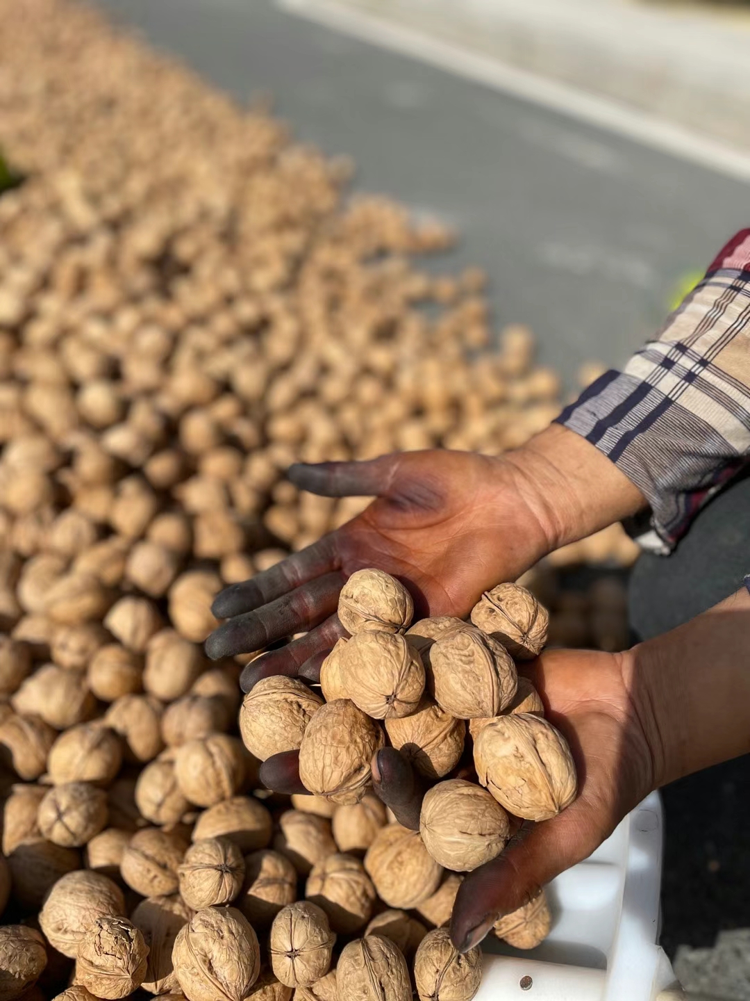 新疆阿克苏185纸皮核桃皮薄肉饱手捏即开天然无加工无水洗自然