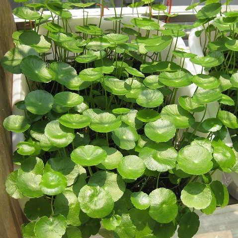 铜钱草种子小金钱草马蹄金种子阳台垂吊植物耐阴易种成活高