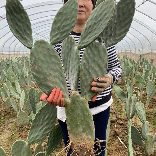 博爱县 米邦塔仙人掌可种植药用外敷美容盆栽煲汤食用