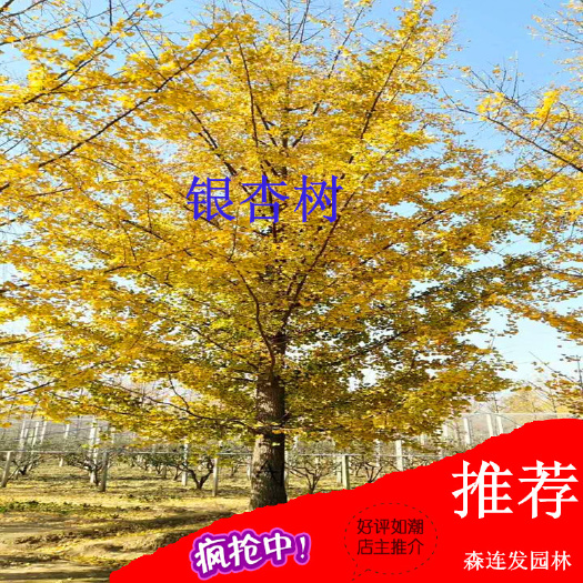 苗圃 300亩银杏苗圃打包出租