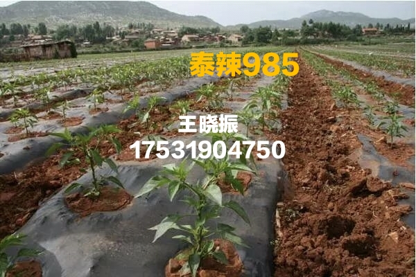 满天星干辣椒 贵州遵义满天星
