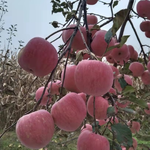 红富士苹果 黄陵苹果个大味好欢迎你
