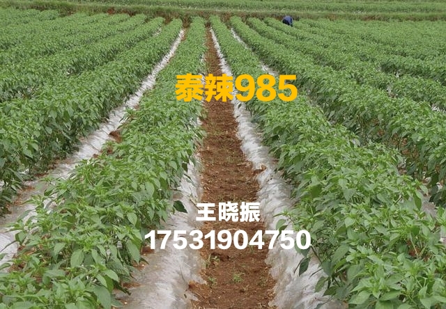 满天星干辣椒 贵州遵义满天星